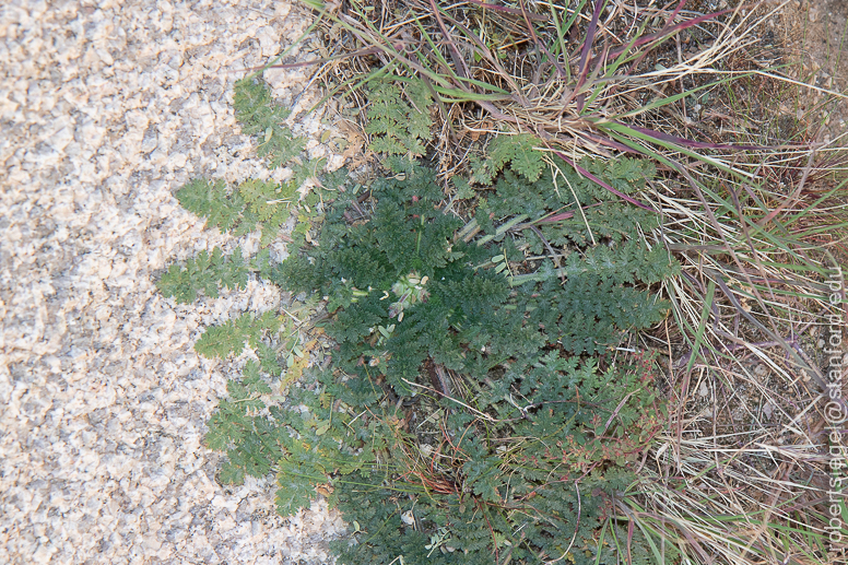 Joshua Tree